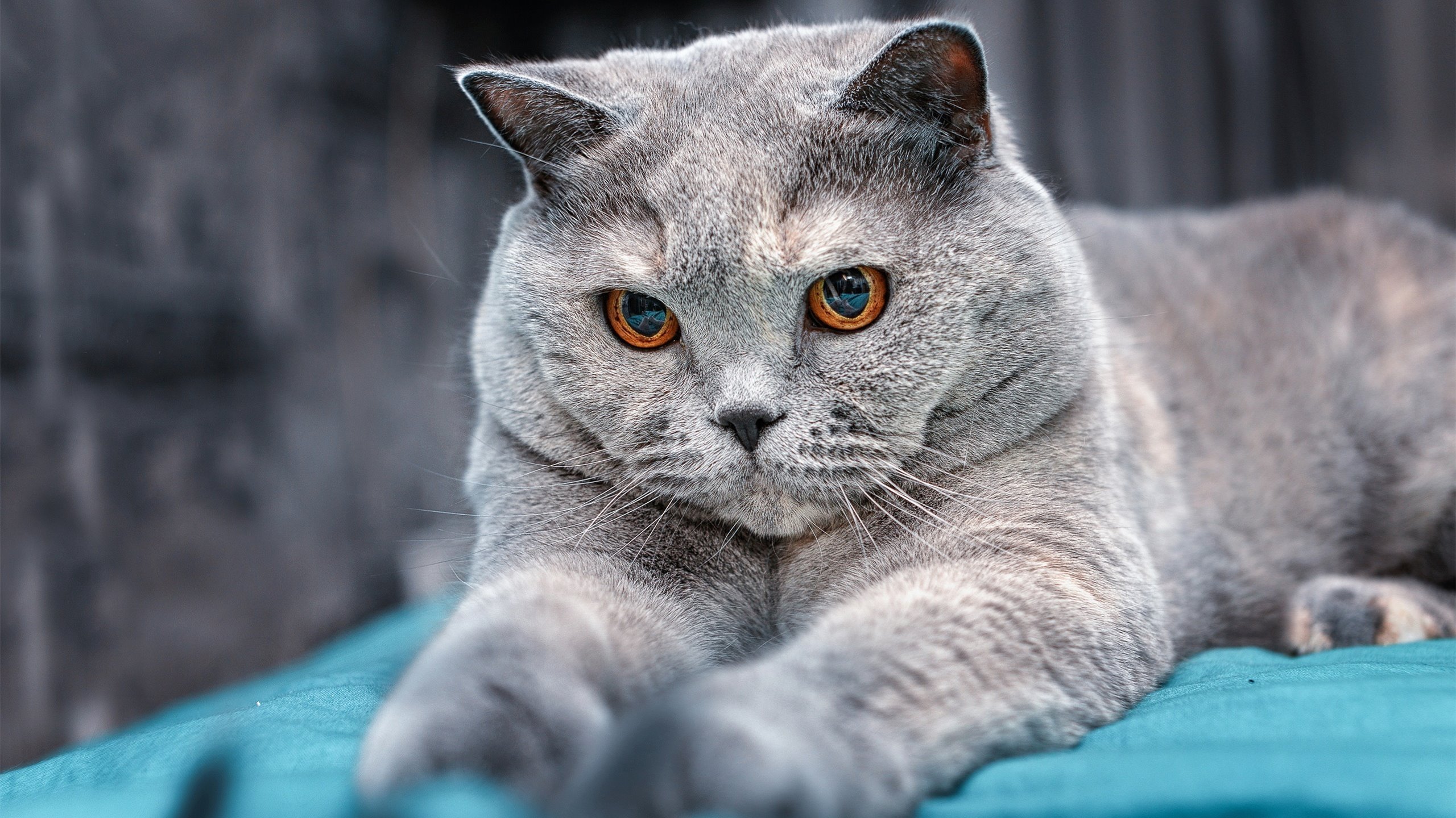 速度与团队的交响曲，F1争冠战与广厦队击败国王的深层共鸣