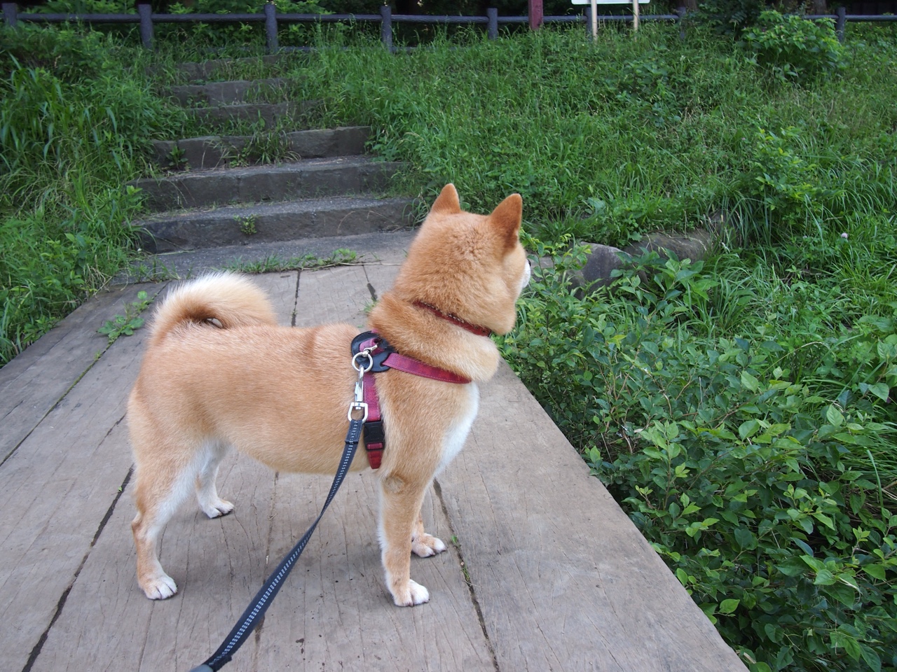 1.虚空战场，当孟菲斯灰熊穿越对阵山西队，西亚卡姆轰下53分生涯之夜