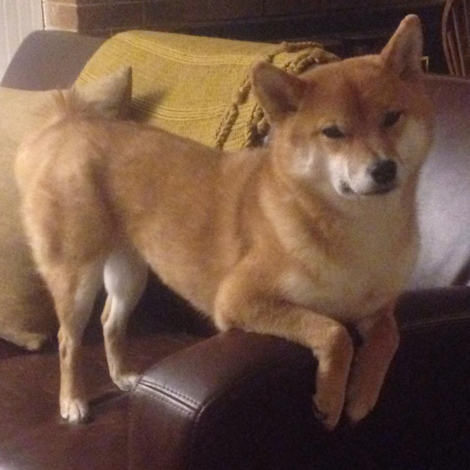 开云体育官网-绿岛钢城间的唯一图腾，伊布，以传说对抗时间