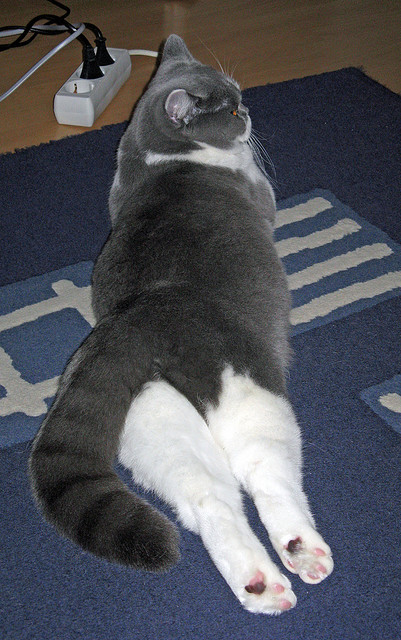 冰与火的对决，当北欧铁壁遇见伊比利亚锋芒，佩德里一线定江山