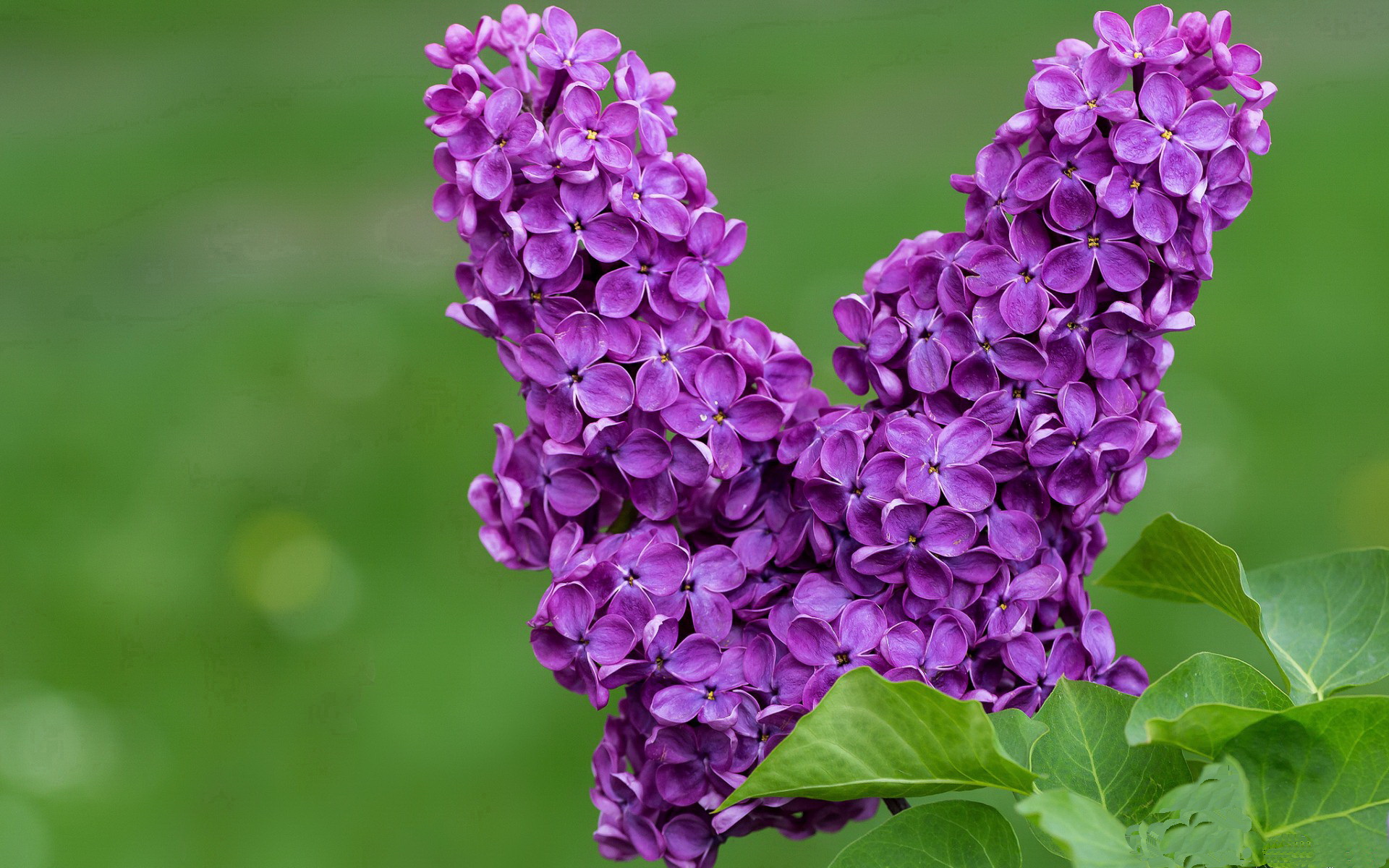 中投未死，蛮力未胜，当古典技艺在狂野西部杀出黎明