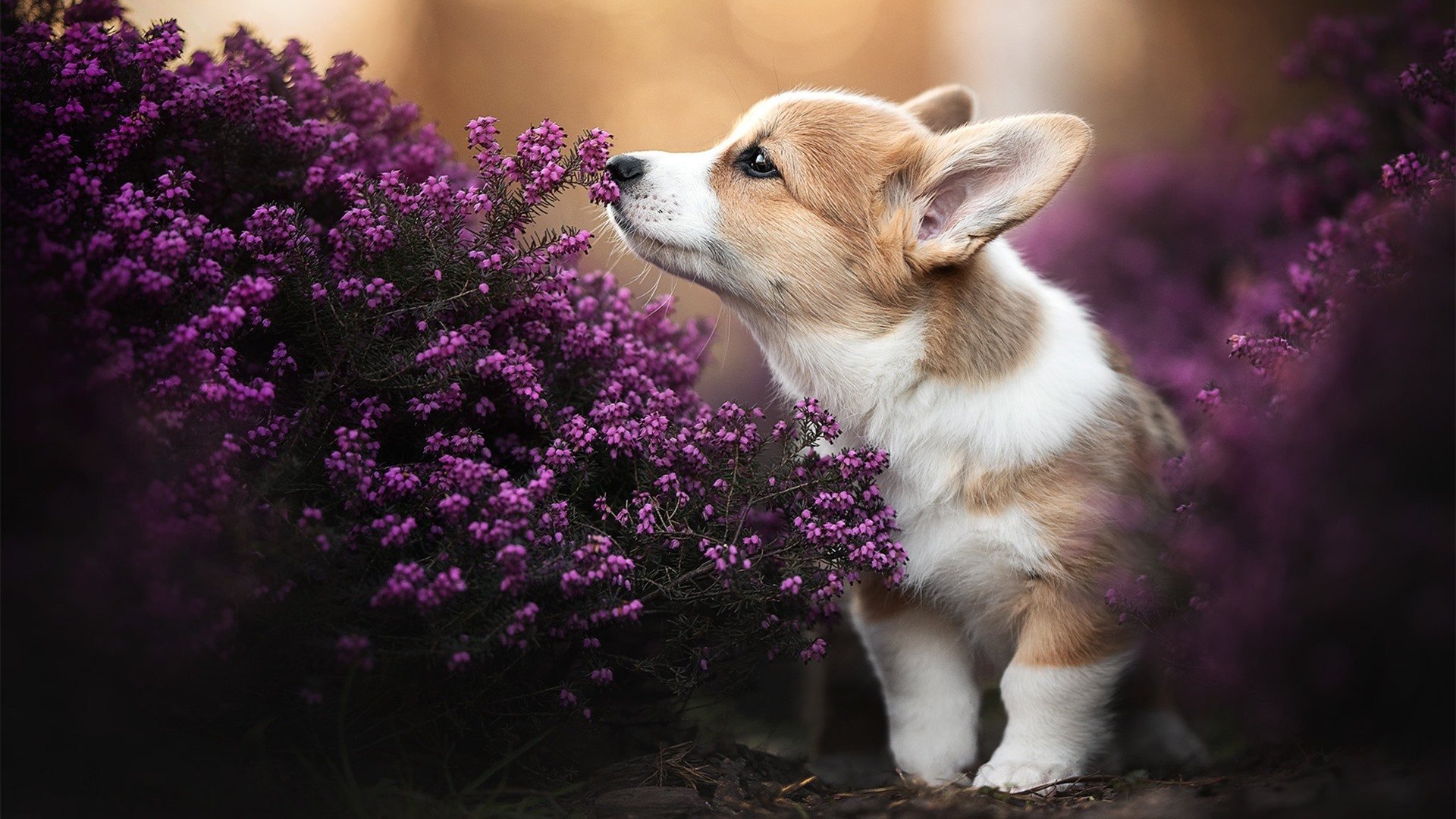 绿茵场上的维也纳乐章,当阿拉巴的指挥棒点醒永恒之城