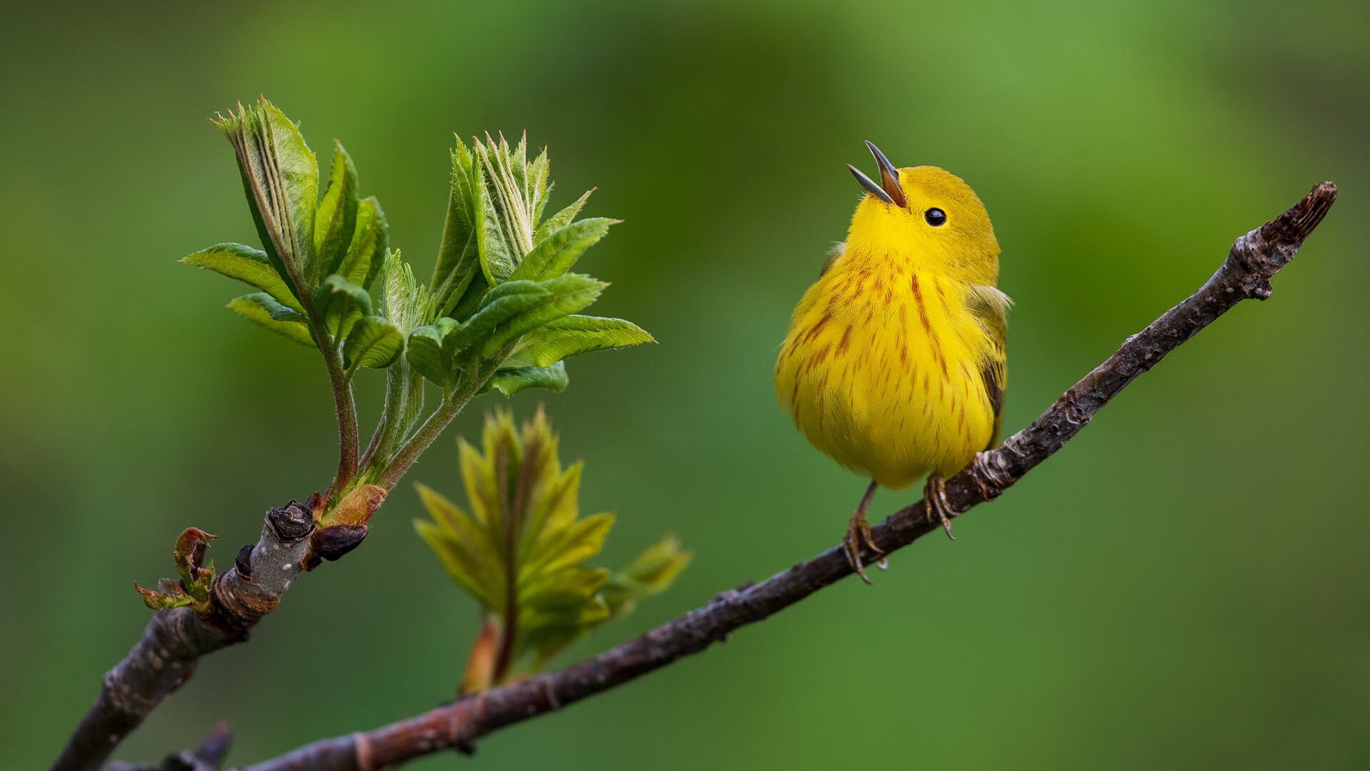 唯一性的对决，马刺最后时刻击败深圳队，字母哥关键制胜永载史册