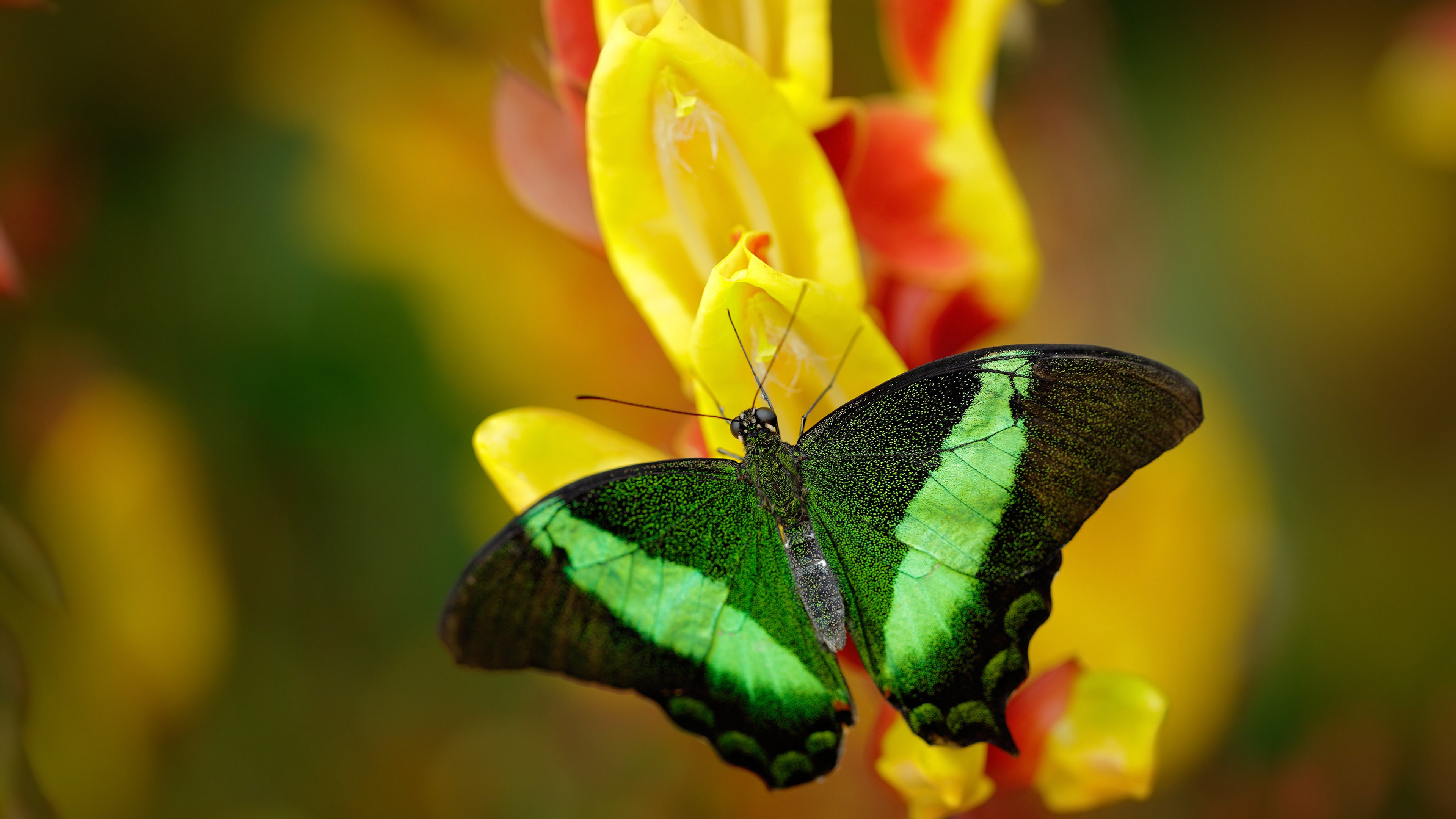 开云体育APP下载-红魔利刃出鞘，格纳布里关键一击，比利时终结几内亚神话