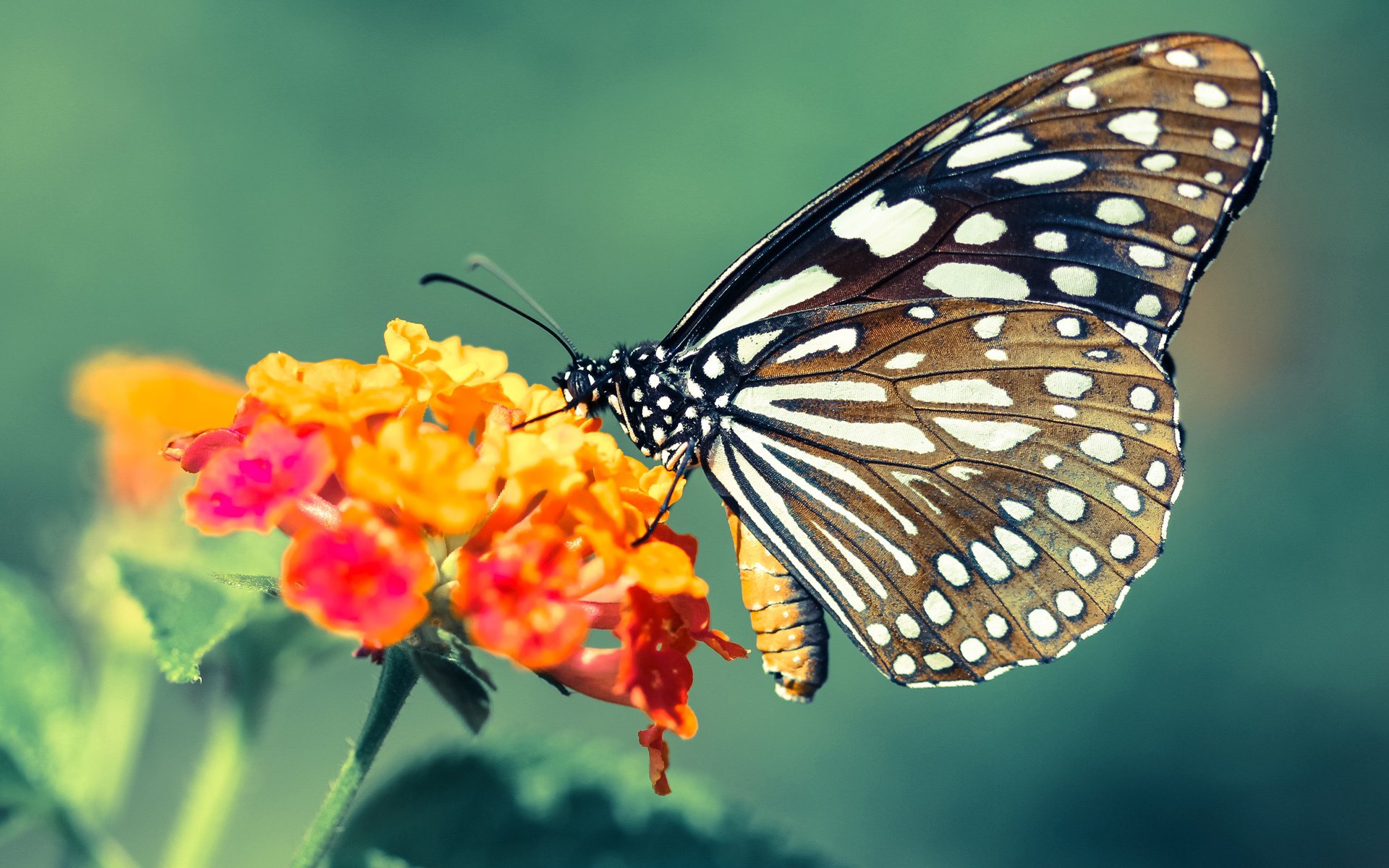 开云体育在线-绿影奇袭，霍勒迪如何从阴影中刺出王者一剑
