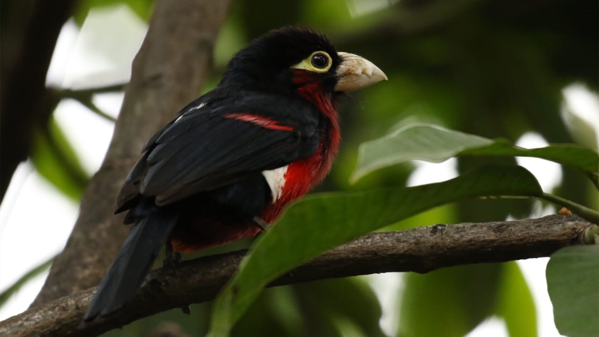 开云体育-制霸绿茵场与闪耀全场的独一胜利，德国战车碾过塞内加尔，拉亚成为永恒高光