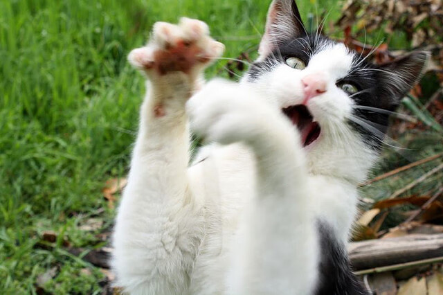 中场革命双重奏,当阿森纳收割德国,李刚仁在生死时刻接管西决