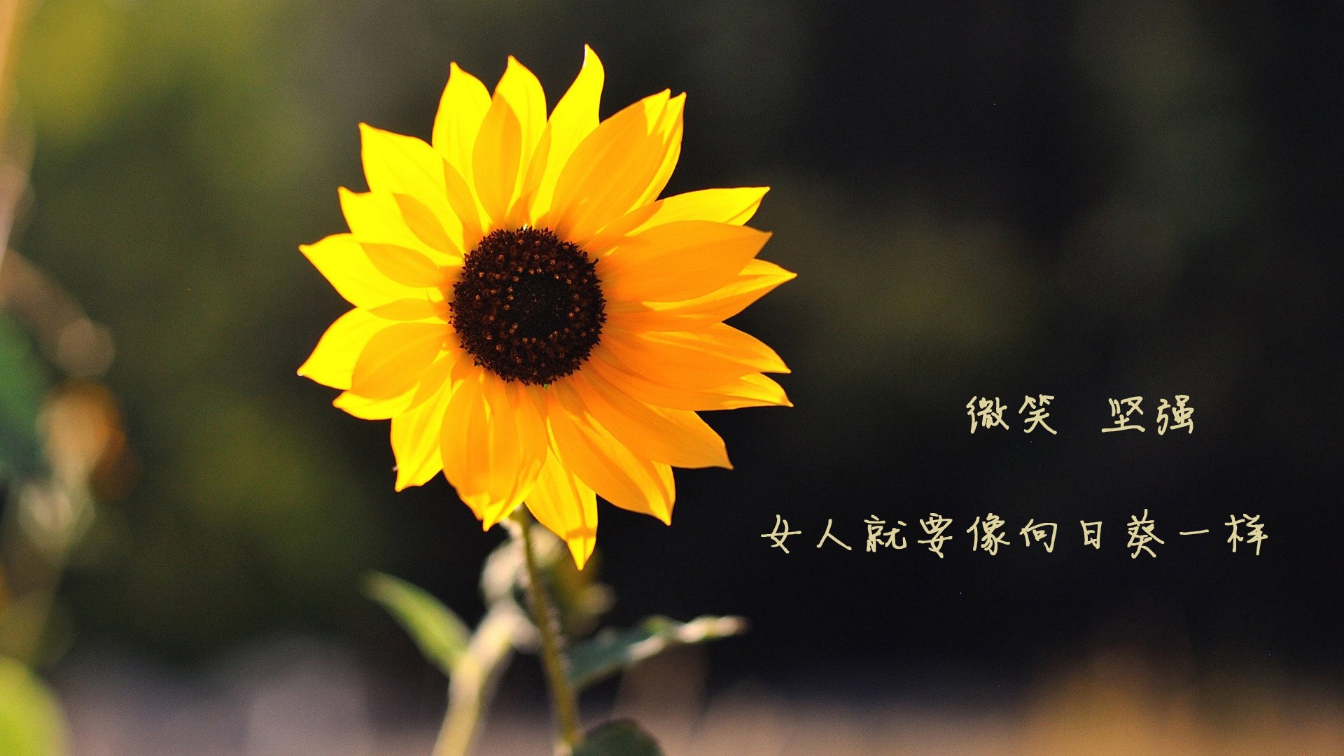 开云体育登录-绝杀之夜的星光与暗影，英格拉姆的爆发与步行者的奇迹回响