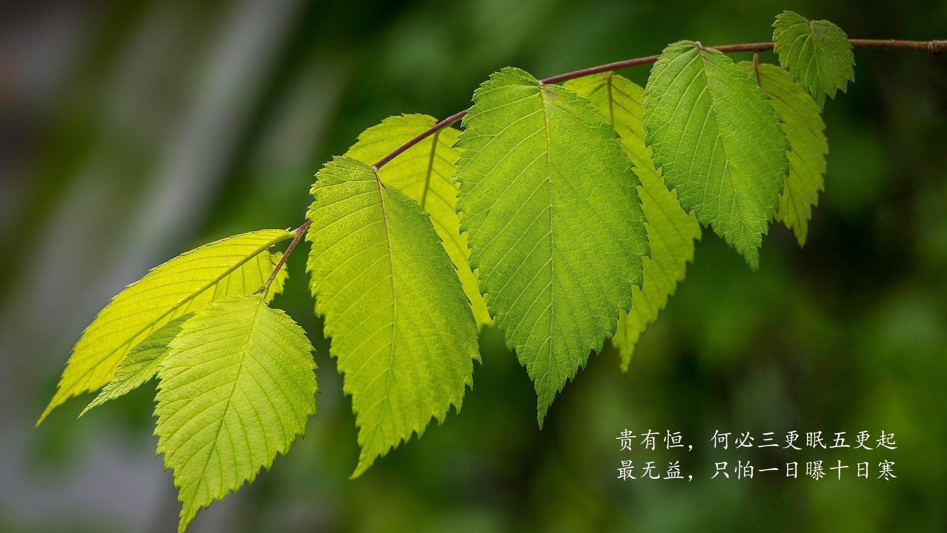 南美红魔命悬一线，费利克斯独造两球—2026世界杯D组焦点战智利2-1险胜泰国