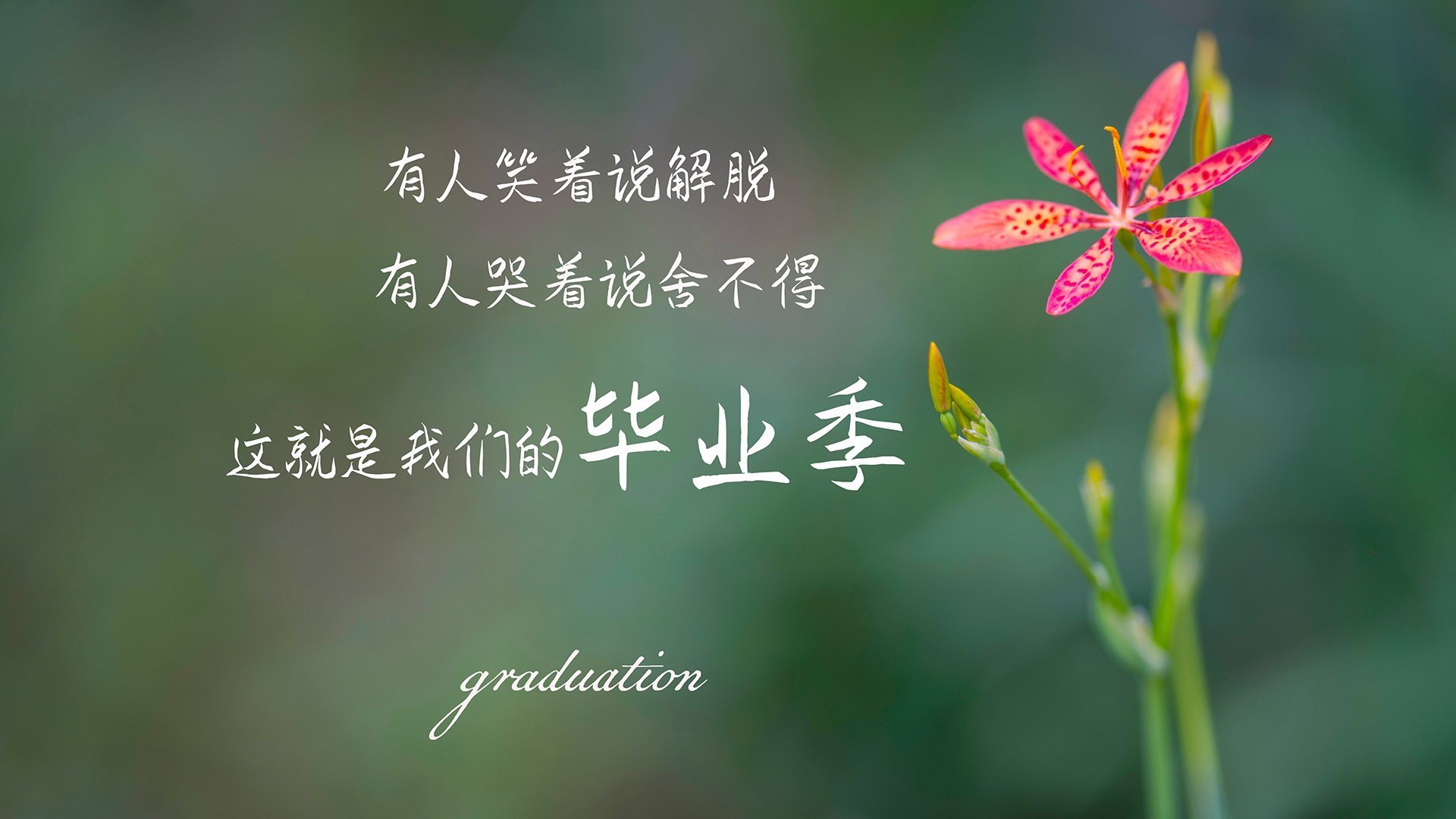 最后三分钟的闪电与蝴蝶，荷兰如何用不对称战争锁定2026绝杀